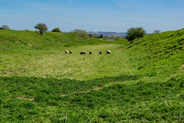 Group of wooly Romanov sheep grazing in the field