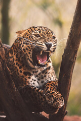 Ceylon leopard