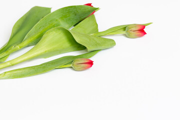 Czerwone tulipany w pąkach, na białym tle