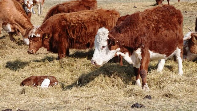 Charolais and Chandler Herefords cow on spring field. Brown and white cows, free grazing concept. Cute Orange cow with white head Farming, autumn field