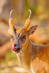 Cleansing act by Barking Deer portrait.