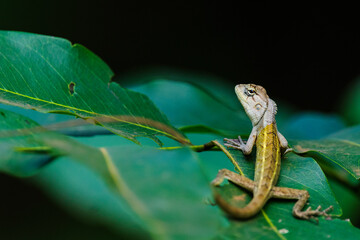 Golden back chameleon lizard on green leaf.