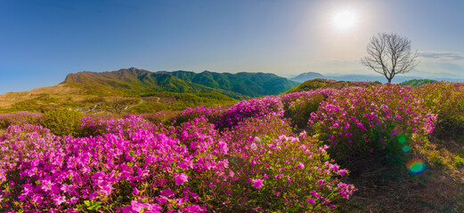 Fototapeta premium Park scenery at South Korea's Hwangmaesan Mountain in spring