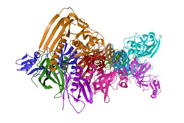 Crystal structure of pertussis toxin. Ribbons diagram with differently colored protein chains isolated on white background. Rendering based on protein data bank. 3d illustration