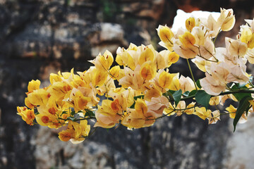 Selective focus shot of beautiful yellow bougainvillea flowers