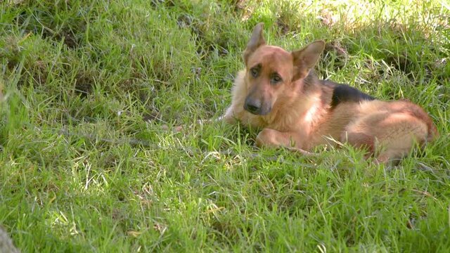 perros de campo 3