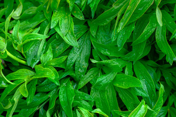 peony bush and leaves in garden close-up. Dew on leaves. Springtime. Natural background.
