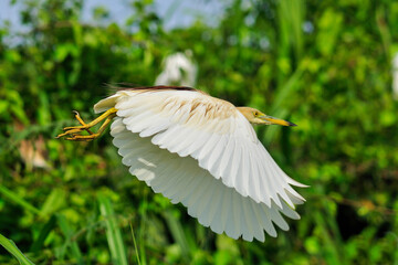 Pond Heron white in flight.