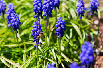 Bee on the Flower in the green Nature