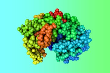 Space-filling molecular model of human pepsin and its complex with pepstatin, the enzyme that digest food proteins into peptides. Rainbow coloring from N to C. 3d illustration