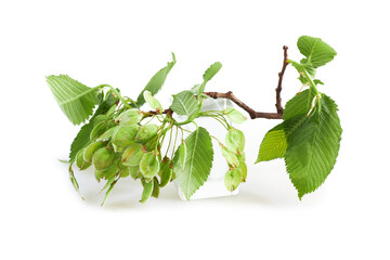 Ulmus minor or Elm tree flowering branch isolated on a white background. Elm is a deciduous and...