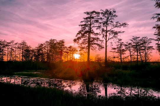 pink swamp silhouette sunset