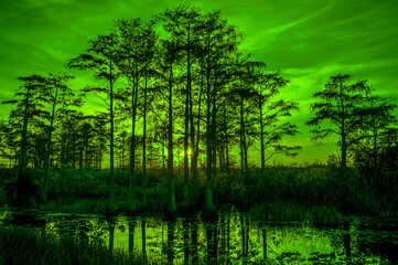 green light at swamp sunset.