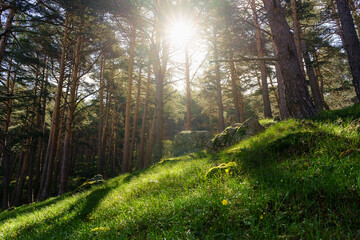 Enchanted forest with green grass and sunlight streaming through the tall trees. Guadarrama Madrid.