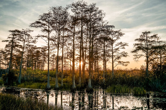 Sunrise in the Louisiana swamp