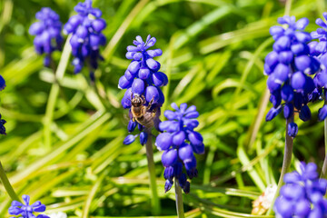 Bee on the Flower in the green Nature