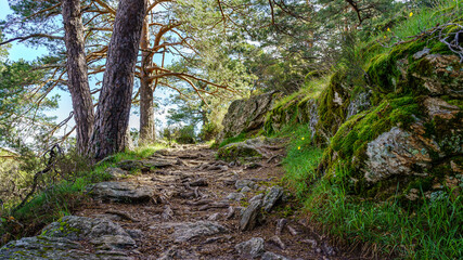 Path in the forest with the roots of ancient trees in the air. Guadarrama Madrid.