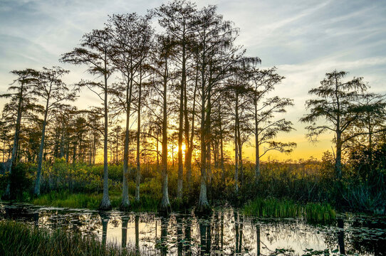 Sun shining through the cypress swamp at dawn.