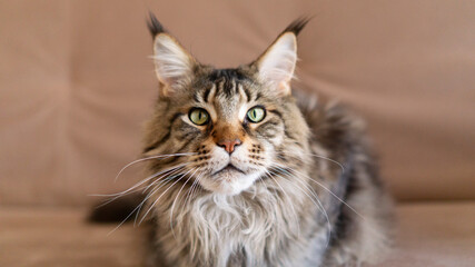 horizontal portrait of beautiful big adult Cat maincoon sitting on the beige couch photo with copy space