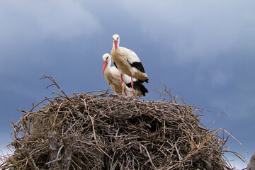 Two white storks perched on their nest incubating the egg of their future chick.