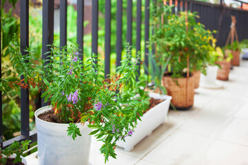 Fototapeta na wymiar Lavender, leeks, tomato cherry bush, strawberry in a row on a terrace garden in a modern apartment