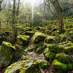 Enchanted forest of large stones covered with moss and rays of sunlight entering between the trees. Madrid Navacerrada.