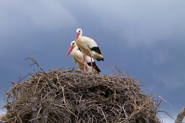 Two white storks perched on their nest incubating the egg of their future chick.