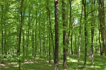 landscape in a green deciduous forest