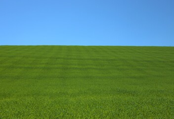 Obraz na płótnie Canvas a field with a culture of green oats