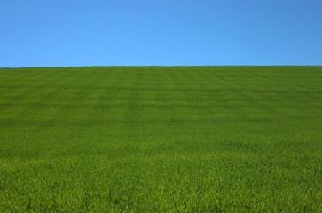 landscape with a green barley chain