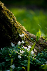 Kwiaty wiosenne pod drzewem w lesie rosną