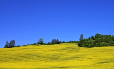 a chain of rapeseed blooming on a hill