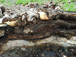 tree branch - photographed close-up