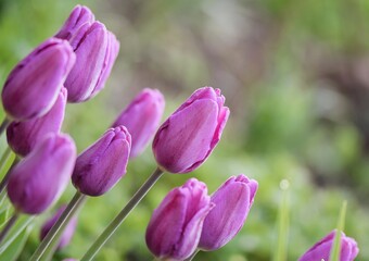 Purple tulips blooming in spring garden, image with copy space