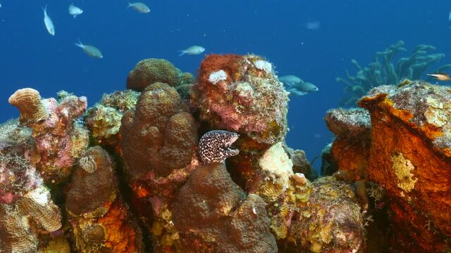 Spotted Moray Eel rest in coral block of reef in Caribbean Sea, Curacao