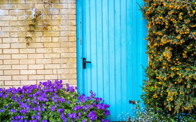 The exterior of a wooden door, painted sky blue door, and a brick wall surrounded by pretty wild flowers located on the public footpath beside the River Wensum in the city of Norwich, Norfolk - Powered by Adobe