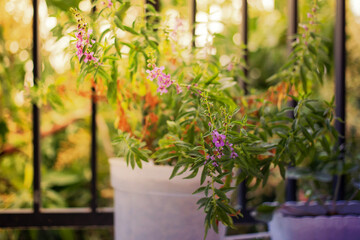 Obraz na płótnie Canvas Lavender bush in a white plastic pot on a balcony. Summer gardening