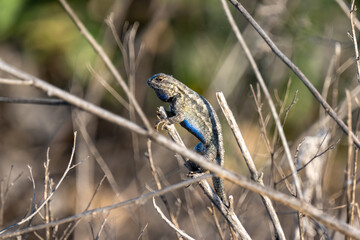 Western fence lizard