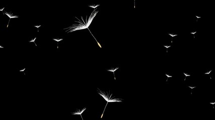 A cluster of white dandelion seeds are flying 