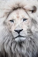 Raamstickers portrait of a lion © Sangur