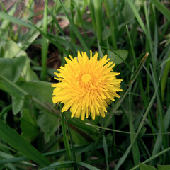 Yellow dandelion on a background of green grass close-up