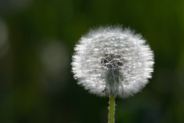 Close up of a dandelion with dark green background and space for text