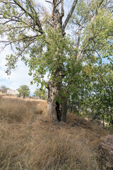 centenary tree on the mountain in southern Spain