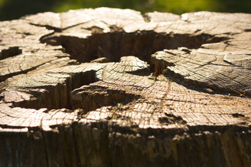 Log cut in the shape of a table