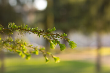 Intense green spring flowers and plants.