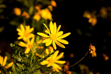 Beautiful spring flower similar to the yellow daisy.