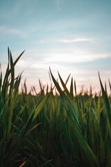 wheat field in sunset
