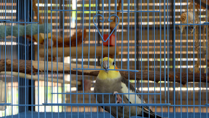 A gray cockatiel lifting up the gate door of its cage partially.