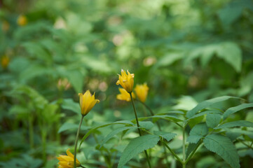 Stock photography spring forest. A glade of yellow forest tulips