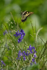 butterfly flies away from the flower
